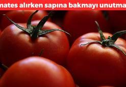 Domatesin sapına bakmayanlar bin pişman! En organiği böyle oluyormuş