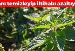 Kanı bedavaya temizleyen bitki! Kan şekerini de terazi gibi dengeleyip böbrekleri diyalizin pençesinden kurtarıyor! Vücuttaki toksinlerin kökünü kazıyor