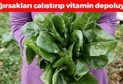 Demeti 60 TL: Bağırsakları harıl harıl çalıştırıp demir ve C vitamini depolarını zirveye taşıyor! Cildi içten kolajene boğuyor