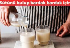 Kötü kolesterolü anında sıfırlıyor! Sütünü bulup bardak bardak için: Her bardağı vücuda lif yüklüyor, bağırsakları motor gibi çalıştırıyor
