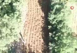 Diyarbakır'da büyük operasyon! 12 milyon 389 bin kök kenevir ele geçirildi