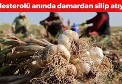 Rusya, Almanya ve İspanya'ya kapış kapış satılıyor! Hasadı başladı: Doğal antibiyotik, kolesterolü de damardan siliyor!