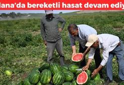 Turfanda hasadı devam ediyor! Kilosu 7 TL'ye düştü: Su ihtiyacını saniyesinde karşılıyor