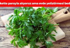 Markette demeti 20 TL ama evde bedava! Cam kenarında bile yetişiyor: A, C ve K vitamini zengini, kemikleri betona çeviriyor!