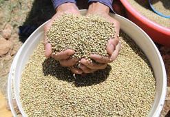 Kemiklere kalsiyum ve magnezyum yüklüyor! Yemeklere ekleyince kan şekerini terazi gibi dengeliyor