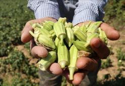 Pazardan almadan dönmeyin! Folat zengini: Kan şekerini dengeliyor