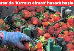 Bursa'da 'kırmızı elmas' hasadı başladı! Kilosu 70 TL: Kan şekerini terazi gibi dengeliyor