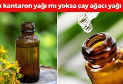 Sarı kantaron yağı mı cilde daha faydalı yoksa çay ağacı yağı mı? İbn-i Sina sırrını yüzlerce yıl önce vermiş...