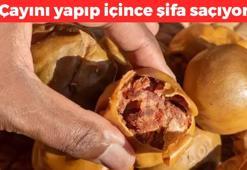 Çayını yapıp bardak bardak için! Fiyatı yıllardır değişmeyen şifa: Sindirim sistemini roketliyor, metabolizma hızını ikiye katlıyor