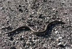 Kayıt altına alan olmamıştı! Doğa yürüyüşünde fark edilen yılan