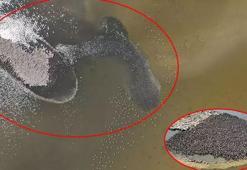 İzmir'de göreni şaşkına çeviren manzara