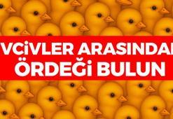 Civcivler arasına gizlenmiş ördeği bulun! Yalnızca dahiler 8 saniye içerisinde bulabiliyor