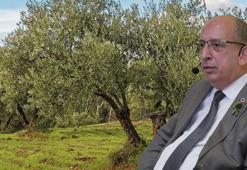 Prof. Dr. Özkaya: Zeytinlikler zarar görmeden taşınabilir