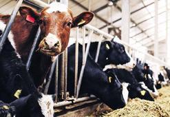 Tarım ve hayvancılık 'savunma' kadar kritik