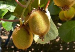 Kivi yerken dikkat edin! Bu hatanın geri dönüşü yok