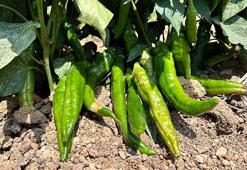 Yeşil biberi böyle tüketin! Faydası 10 kat artıyor