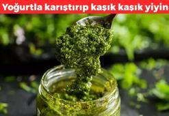 Topraktan gelen doğal antibiyotik! Yoğurtla karıştırıp yiyin: Vücuda detoks yaptıran en faydalı besin, tam bir kalsiyum deposu