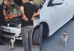 Saatlerce yavrularının kurtarılmasını bekledi! Anne kediden duygusal hareket