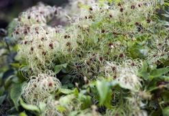 İbn-i Sina yüzyıllar önce önerdi: Bu sebze vücuda adeta reset atıyor, baştan aşağı temizliyor!