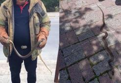 İstanbul'da sıcaklarla beraber yılanlar arttı! Uzman isim tehlikede olan 7 ilçeyi açıkladı