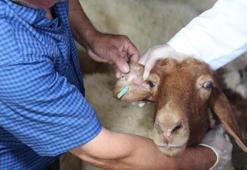 Kene ısırığı hafife alınmamalı: Türkiye'de KKKA vakalarında ölüm oranı yüzde 5