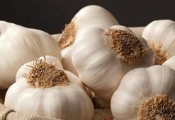 Kan sulandırıcı olarak biliniyor! İlaçları çöpe attırıyor, asırlardır kullanılan yöntem