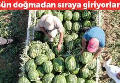 Gün doğmadan sıraya giriyorlar! Tarlada kilosu 7 TL: Çukurova'dan sonra ikinci sıraya yerleşti