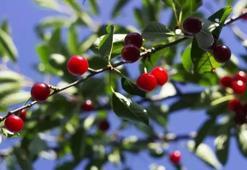 İltihaba antibiyotik etkisi gösteriyor! Kan şekerini saniyeler içinde dengeliyor