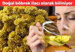 Dağda kendiliğinden yetişiyor! Çayını yapıp bardak bardak için: Böbrekleri diyalizin pençesinden kurtarıyor, safra salgısını artırıyor