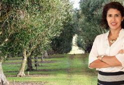 YEKÜD’den maden yasası açıklaması! ‘Zeytin ağaçları kesilmeden taşınacak’