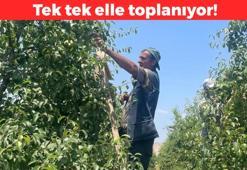 Günde 1200 lira kazanıyorlar! Tek tek elle toplanıyor