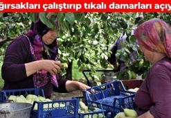 Doğanın potasyum kralı! Tıkalı damarları yağ çözücü gibi açıp bağırsakları harıl harıl çalıştırıyor, 1 tane yemek yetiyor!