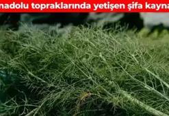 Anadolu'da 'bolluk otu' olarak biliniyor! Magnezyum, demir ve kalsiyum kaynağı: Ölümden başka her derde deva