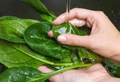 Tiroide kalkan oluyor! Bu bitki hormon dengesini doğal yolla sağlıyor: İyot ve selenyum zengini