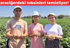 Osmaniye'de hasadı başladı! Yemeklik olarak pek çok ile gönderiliyor: Kan şekerini düzenliyor, sindirim sistemini saat gibi çalıştırıyor, karaciğerdeki toksinleri temizliyor