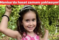 Manisa'da hasat zamanı yaklaştı! Yüzde 80'i yaş olarak ihraç ediliyor: Kan şekerini terazi gibi dengeliyor, karaciğerdeki toksinlerin kökünü kurutuyor