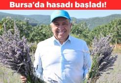 Bursa'da hasadı başladı! 70 derdin devası: Mor altın olarak biliniyor, yağı sabun, şampuan ve kremlerde kullanılıyor
