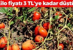 Kilosu 3 TL'ye düştü! Adana'da kavurucu sıcakta hasat ediliyor: Kolesterolü damardan kazıyor, doğanın C vitamini kralı