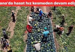 Kilosu 2.5 TL'ye düştü! Adana'da hasadı devam ediyor: Damar sertleşmesini önlüyor, kan basıncını azaltıyor, kabızlık ve hazımsızlığın doğal ilacı