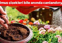 Balkondaki çiçekleri yaz kış açtırıyor! 1 parçası bile yetiyor, saksı dibine koyunca ölmüş çiçekleri dahi canlandırıyor