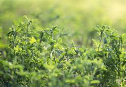 Ahmet Maranki'den asırlık öneri! Yaşlanmamak için tüketin: Dağda kendiliğinden yetişiyor: Bedavaya salatalarınıza ekleyin