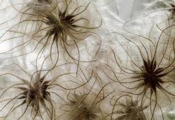 İbn-i Sina yüzyıllar önce önerdi: Bu sebze vücuda adeta reset atıyor, baştan aşağı temizliyor!