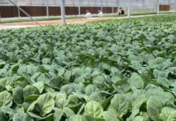 Yılda 2 kez hasat ediliyor! Eskişehir'den Türkiye'nin dört bir yanına satılıyor