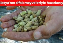 Malatya'nın şifalı meyveleriyle hazırlanıyor! Kilosu 300 TL'den satılıyor: Demir depolarına zirve yaptırıp kemikleri beton gibi yapıyor!