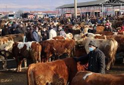 Hayvan pazarları kapatıldı mı? Hayvan pazarları neden kapatıldı, şap hastalığı nedir?