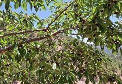 İltihabı kurutup tıkalı damarları yağ sökücü gibi açıyor, kolesterolü silip atıyor! Doğal tansiyon ilacı