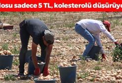 Kilosu 5 TL'ye düştü! Amasya'dan Rusya ve Avrupa'ya satılıyor : Kolesterol seviyelerini sıfırlayıp kan şekerini dengeliyor, damarları yağ çözücü gibi açıyor!