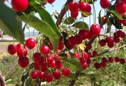 Pazarda gören kilo kilo alıyor! Vücuda C vitamini yüklemesi yapıyor, kalbi kaya gibi kuvvetlendiriyor