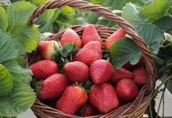 Isparta'da hasadı başladı! Çeşitli illere gönderiliyor: Kan şekerini düzenliyor, sindirim sistemini saat gibi çalıştırıyor, karaciğerdeki toksinleri temizliyor