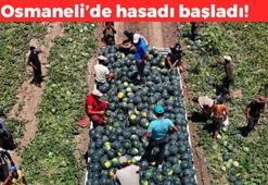 Osmaneli'de hasadı başladı! Pek çok ile gönderiliyor: Kan şekerini düzenliyor, sindirim sistemini saat gibi çalıştırıyor, karaciğerdeki toksinleri temizliyor